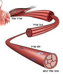 מבנה פנימי של שריר השלד